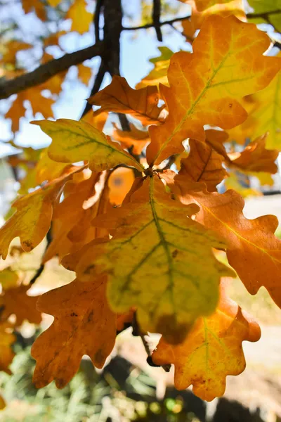 Schaan Liechtenstein October 2021 Autumn Scenery Colorful Leaves Branch — Stock Photo, Image