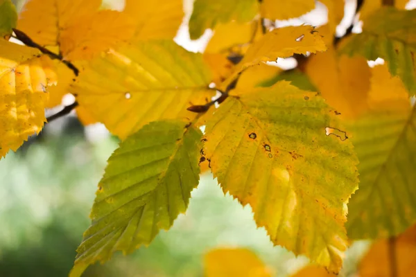 Schaan Liechtenstein Octobre 2021 Paysage Automne Avec Des Feuilles Colorées — Photo