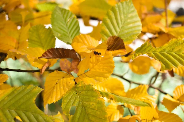 Schaan Liechtenstein Ottobre 2021 Scenario Autunnale Con Foglie Colorate Ramo — Foto Stock