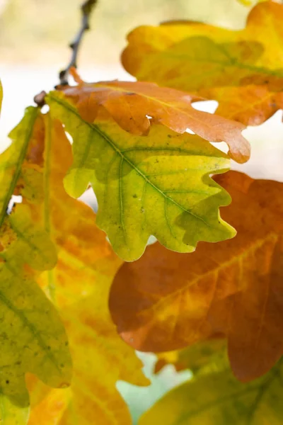 Schaan Liechtenstein Ottobre 2021 Scenario Autunnale Con Foglie Colorate Ramo — Foto Stock