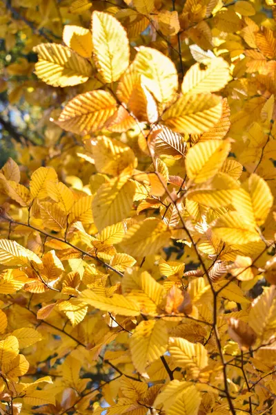 Schaan Liechtenstein October 2021 Autumn Scenery Colorful Leaves Branch — Stock Photo, Image