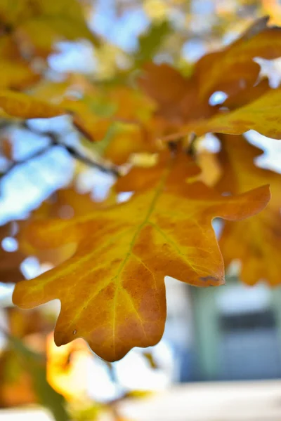 2021年10月27日 列支敦士登沙恩 秋天的风景 枝条上有五彩斑斓的叶子 — 图库照片