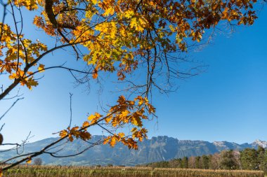 Schaan, Lihtenştayn, 14 Ekim 2021 Bir dalda renkli yapraklarla sonbahar manzarası