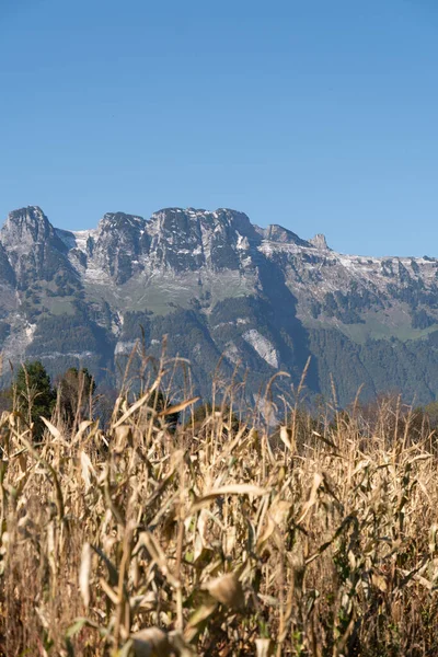 Schaan Lichtenštejnsko Října 2021 Kukuřičné Pole Horami Pozadí — Stock fotografie