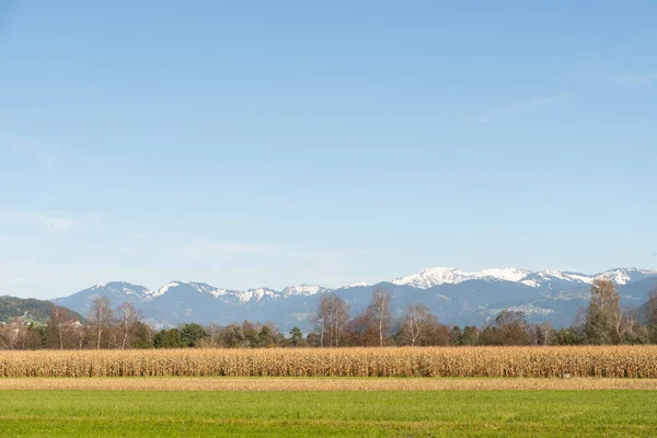 2021年10月14日リヒテンシュタイン州シャーン背景に山のあるトウモロコシ畑 — ストック写真