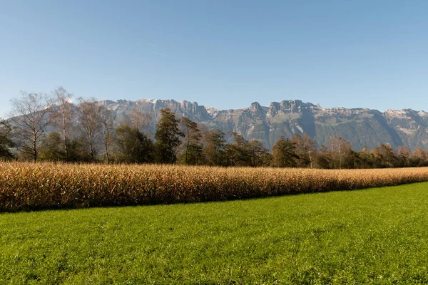 Schaan Liechtenstein Octubre 2021 Campo Maíz Con Las Montañas Fondo — Foto de Stock