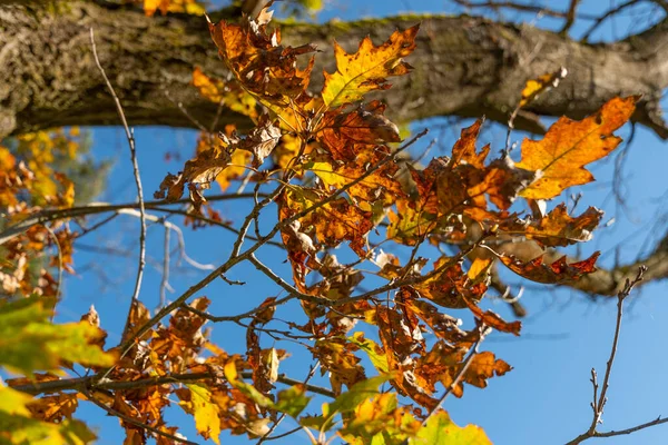 2021年10月14日 列支敦士登沙恩 秋天的风景 枝条上有五彩斑斓的叶子 — 图库照片