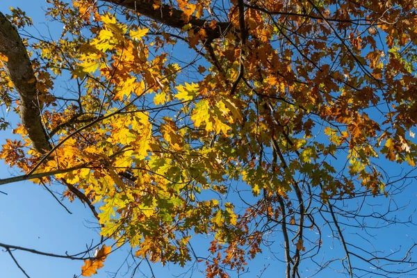 2021年10月14日 列支敦士登沙恩 秋天的风景 枝条上有五彩斑斓的叶子 — 图库照片