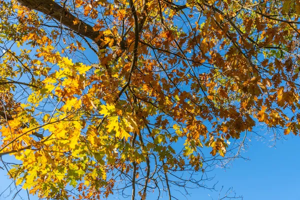 Schaan Liechtenstein Octobre 2021 Paysage Automne Avec Des Feuilles Colorées — Photo