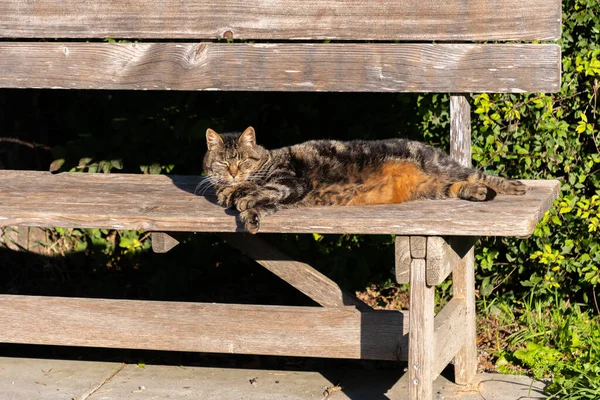 리히텐슈타인 2021 일아름다운 고양이가 벤치에서 일광욕을 — 스톡 사진