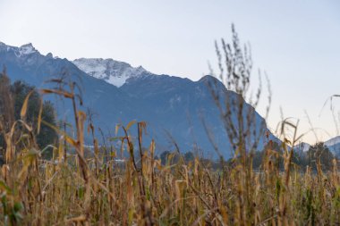 Vaduz, Lihtenştayn, 11 Ekim 2021 Soğuk bir günde bir tarlada, dağların önünde.