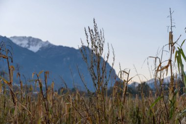 Vaduz, Lihtenştayn, 11 Ekim 2021 Soğuk bir günde bir tarlada, dağların önünde.