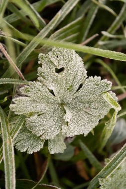 Vaduz, Lihtenştayn, 11 Ekim 2021 Sabahın erken saatlerinde çayırda donmuş çiğ taneleriyle küçük yeşil yapraklar