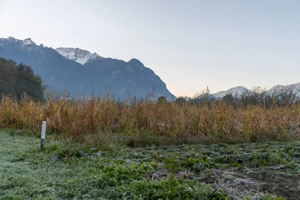 Vaduz Liechtenstein Octubre 2021 Vegetación Campo Día Frío Por Mañana — Foto de Stock