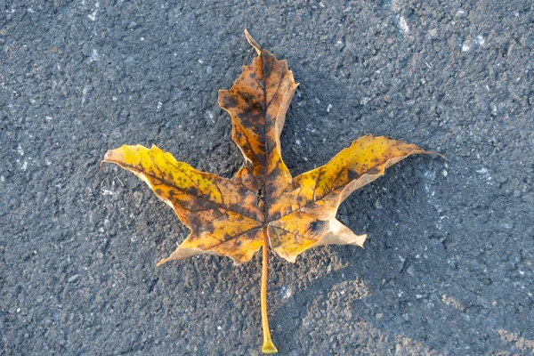 2021年10月11日リヒテンシュタインのバズカラフルなカエデの葉が地面に横たわっています — ストック写真