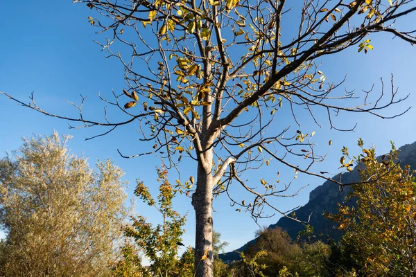 Vaduz Liechtenstein October 2021 Rural 풍경이른 — 스톡 사진