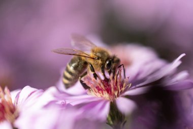 Ruggell, Lihtenştayn, 25 Eylül 2021 Meşgul arı bir çiçeğin çiçeğinden nektar topluyor