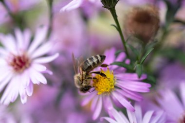 Ruggell, Lihtenştayn, 25 Eylül 2021 Meşgul arı bir çiçeğin çiçeğinden nektar topluyor