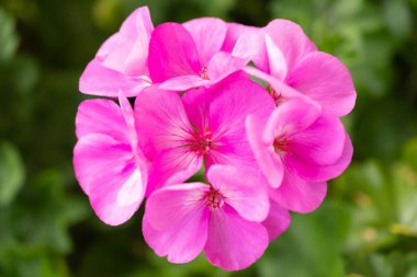 Ruggell, Lihtenştayn, 25 Eylül 2021 Evcil bir bahçede güzel bir mor çiçeğin çiçeği