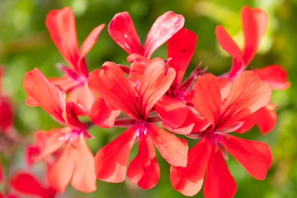 Ruggell Liechtenstein Września 2021 Kwitnie Piękny Czerwony Kwiat Ogrodzie Domowym — Zdjęcie stockowe