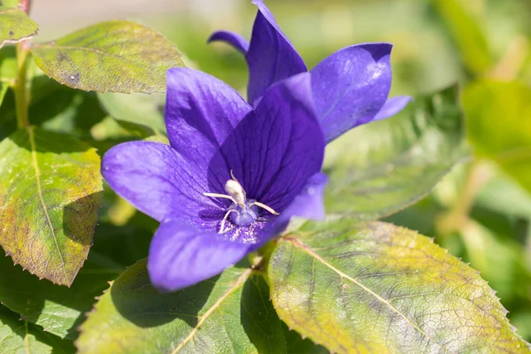 Ruggell Liechtenstein September 2021 Blom Härlig Blå Blomma Inhemsk Trädgård — Stockfoto