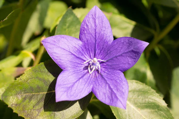 Ruggell Liechtenstein Września 2021 Kwitnie Piękny Niebieski Kwiat Ogrodzie Domowym — Zdjęcie stockowe