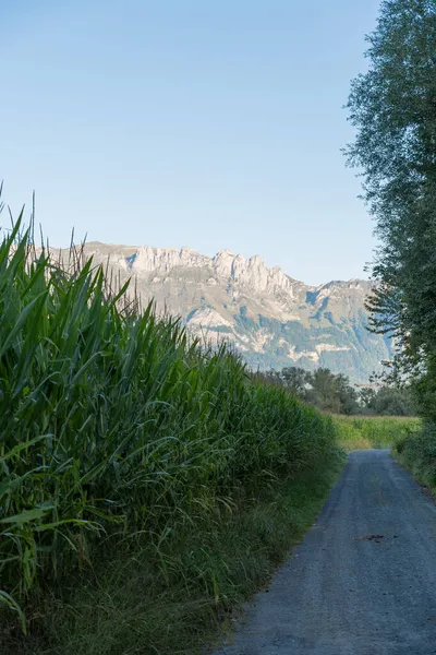 Schaan Lichtenštejnsko Září 2021 Rostliny Kukuřice Které Brzy Ráno Rostou — Stock fotografie