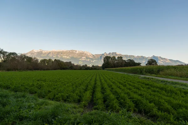 Schaan Lichtenštejnsko Září 2021 Pohled Zelené Pole Plantážemi Časných Ranních — Stock fotografie