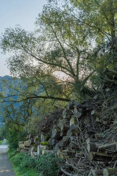 Schaan Liechtenstein Setembro 2021 Grampo Árvores Cortadas Beira Uma Floresta — Fotografia de Stock