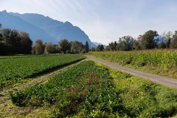 Schaan Lichtenštejnsko Září 2021 Zelené Plantáže Orné Půdě Před Alpami — Stock fotografie