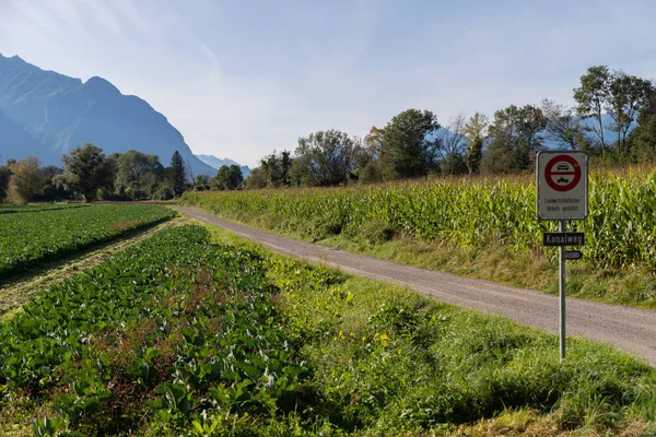 Schaan Lihtenştayn Eylül 2021 Alplerin Önündeki Ekilebilir Tarlalarda Yeşil Tarlalar — Stok fotoğraf