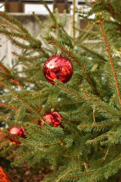 Vaduz Liechtenstein Dicembre 2021 Abete Con Ornamenti Natalizi Nel Centro — Foto Stock