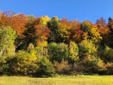 Planken, Lihtenştayn, 27 Ekim 2021 Güneşli bir günde küçük yeşil bir tepenin üzerindeki renkli ağaçlar