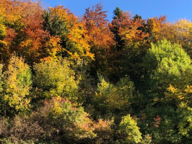 Planken, Lihtenştayn, 27 Ekim 2021 Güneşli bir günde küçük yeşil bir tepenin üzerindeki renkli ağaçlar