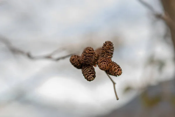 Vaduz Liechtenstein December 2021 Group Some Tiny Pine Cones Hanging — 스톡 사진