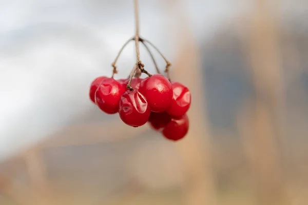 Vaduz Liechtenstein December 2021 Close Some Little Red Berry Tree — Stockfoto