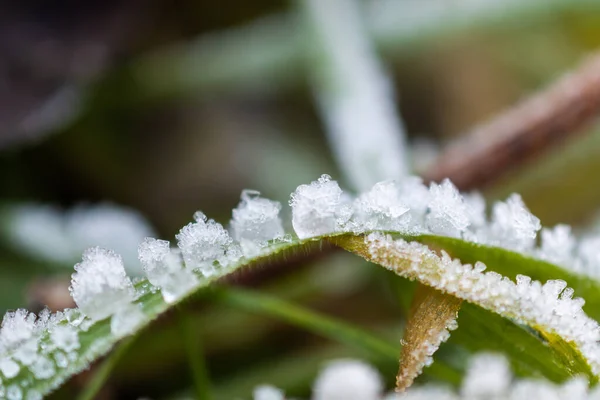 Vaduz Liechtenstein December 2021 Ice Crystals Built Plantation Morning Time — стокове фото