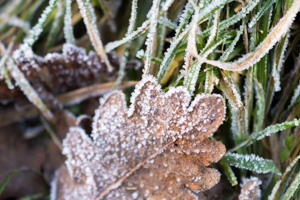 Vaduz Liechtenstein December 2021 Ice Crystals Built Plantation Morning Time —  Fotos de Stock