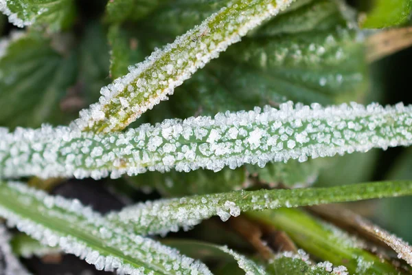 Vaduz Liechtenstein December 2021 Ice Crystals Built Plantation Morning Time — стокове фото