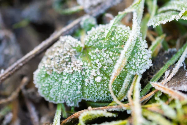 Vaduz Liechtenstein Diciembre 2021 Los Cristales Hielo Acumularon Plantación Por —  Fotos de Stock