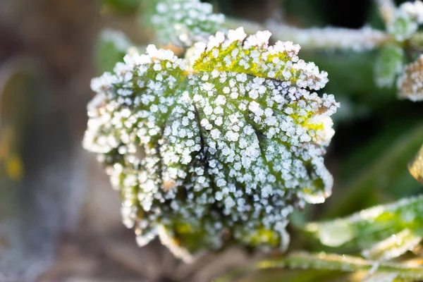 Vaduz Liechtenstein December 2021 Ice Crystals Built Plantation Morning Time — Fotografia de Stock