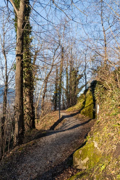 Schellenberg Liechtenstein December 2021 Lovely Walk Green Forest Sunny Day — Fotografia de Stock