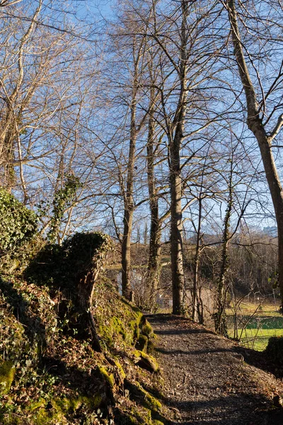 Schellenberg Liechtenstein December 2021 Lovely Walk Green Forest Sunny Day — стокове фото