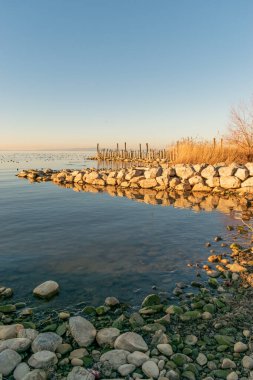Altenrhein, İsviçre, 9 Şubat 2022 Constance Gölü kıyısındaki doğal manzara