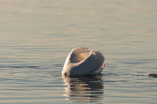 Altenrhein Suiza Febrero 2022 Majestuoso Cisne Blanco Está Nadando Lago —  Fotos de Stock