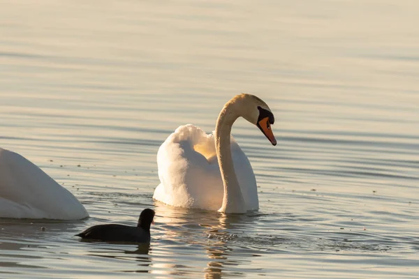 Altenrhein Suiza Febrero 2022 Majestuoso Cisne Blanco Está Nadando Lago — Foto de Stock