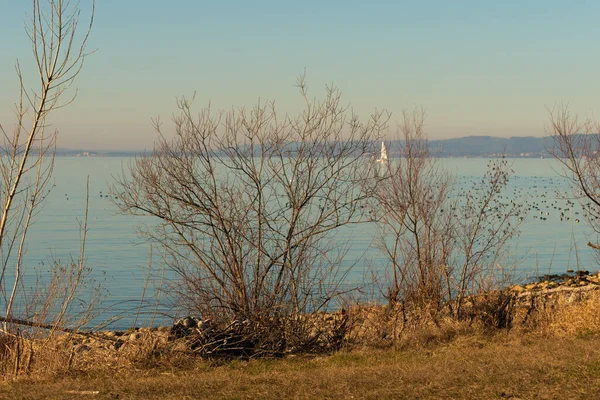 Altenrhein Zwitserland Februari 2022 Natuurlijke Omgeving Aan Kust Van Het — Stockfoto