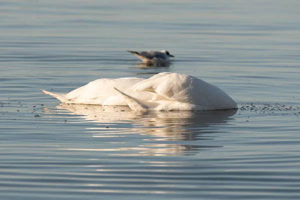 Altenrhein Suiza Febrero 2022 Majestuoso Cisne Blanco Está Nadando Lago — Foto de Stock