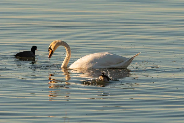 Altenrhein Suiza Febrero 2022 Majestuoso Cisne Blanco Está Nadando Lago —  Fotos de Stock