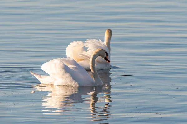 Altenrhein Suiza Febrero 2022 Majestuoso Cisne Blanco Está Nadando Lago —  Fotos de Stock